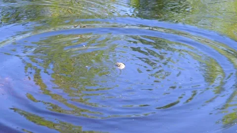 Water. Reflection of the forest. Stock Footage 194032957