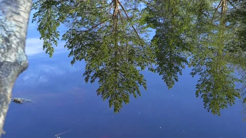 Water. Reflection of the forest. Stock Footage 194033091
