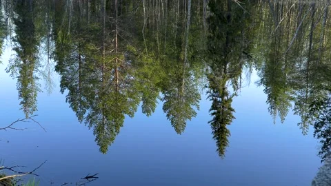 Water. Reflection of the forest. Stock Footage 194033121