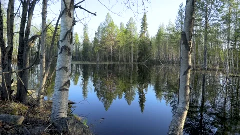 Water. Reflection of the forest. Stock Footage 194033269