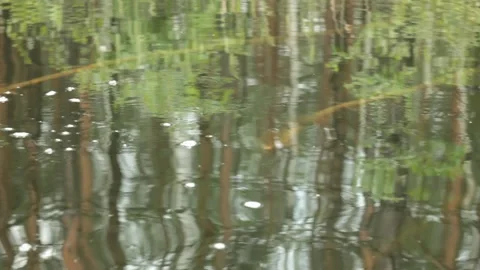 Water reflection of the forest lake Stock Footage 133936553