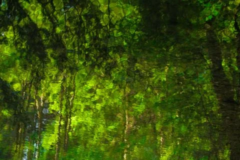 Water reflection forest Foto stock