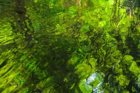 Water reflection forest Stock Photos