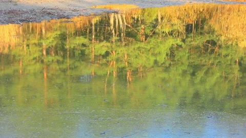 Water reflection of forest trees Stock Footage 123412050