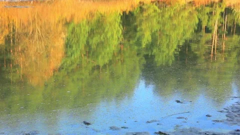 Water reflection of forest trees Stock Footage 123412055
