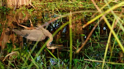 Water Reflection of Great Blue Heron in Everglades National Park, Florida Stock Footage 205903515