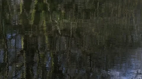 Water reflection in lake of trees Stock Footage 49093328