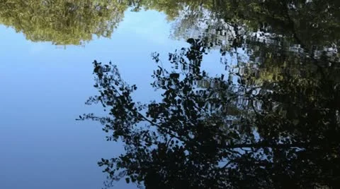 Water reflection of a leafy branch Stock Footage 13410399