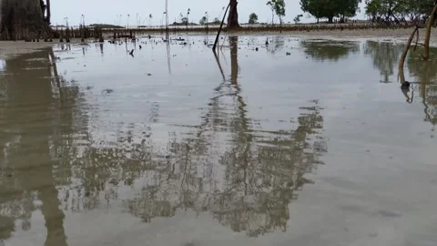 Water reflection of a mangrove tree at the beach. 스톡 동영상 297874795