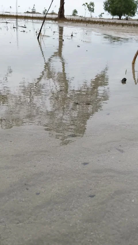 Water reflection of a mangrove tree - Vertical video 스톡 동영상 297874845