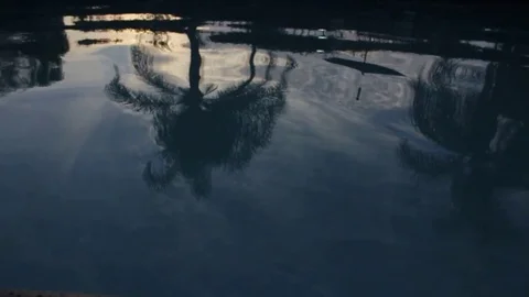 WATER REFLECTION OF A PALM TREE Stock Footage 82187801