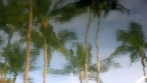 Water Reflection Palm Trees Stock Footage 78335112