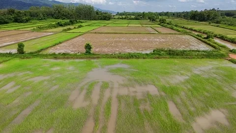 Water reflection on rice paddy fields, rural farming plots, and mountain scenery Stock Footage 337346105