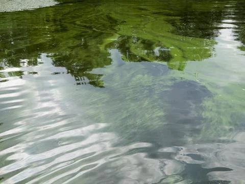 Water Reflection Ripples Trees Green Nature Abstract Pond Lake Surface Calm Stockfoto's
