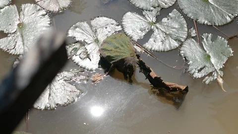 Water reflection of sunlight in the lotus pool with lotus leaf Stock-Footage 120074266
