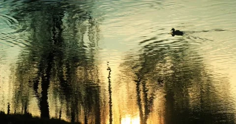 Water reflection sunset and ducks are passing by Stock Footage 166112076