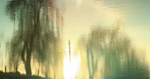 Water reflection of sunset and sallow trees Stock Footage 166112102