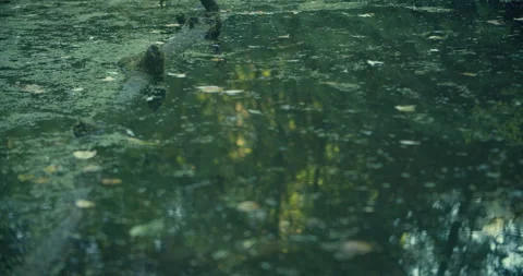 Water Reflection In A Swamp 스톡 동영상 246052233
