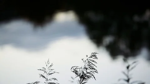 Water reflection tilt on grass 動画素材 96042668