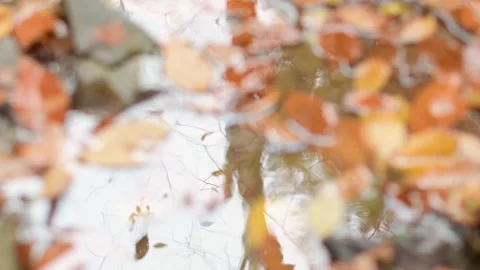 Water reflection tree cold wether, selective focus abstract Stock Footage 254585742