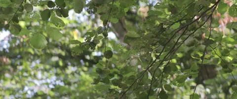 Water reflection on tree leaves 4K anamorphic video Stock Footage 312992581