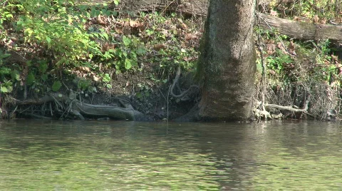 Water Reflection on Tree trunk from Stream 스톡 동영상 570518