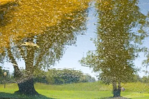 Water reflection of trees Stock Photos