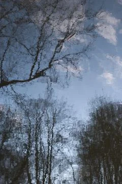Water reflection of trees Stock Photos