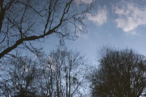 Water reflection of trees Stock Photos