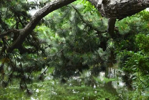 The water reflection under the old big pine trees in Sapporo Japan Foto stock