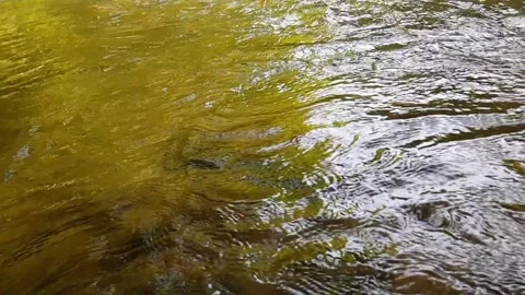 Water reflection in water Video stock 246125074