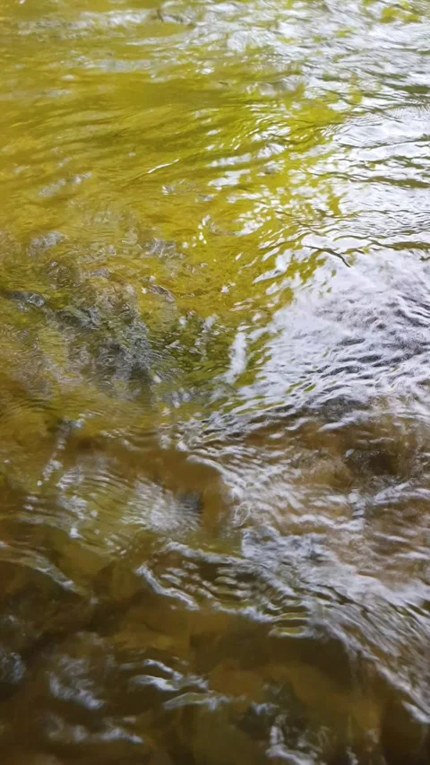 Water reflection in water Stock Footage 246125271