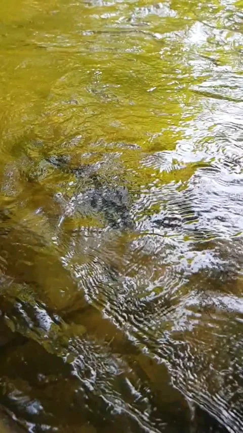 Water reflection in water Stock-Footage 246131814