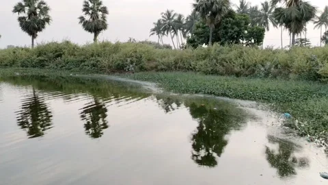 Water reflection - Water mirror image of coconut trees in a pond - HD (4k) Video stock 222385341