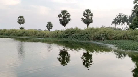 Water reflection - Water mirror image of coconut trees in a pond - HD (4k) Video stock 222385793