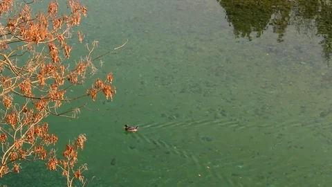 Water reflection on winter river with goslings Stock Footage 111921260