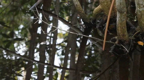 Water Reflection in the Woods Stock Footage 958084