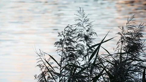 Water reflections and grass 動画素材 96042223