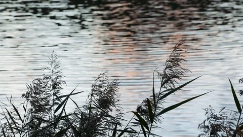Water reflections and grass in foreground 動画素材 96042354