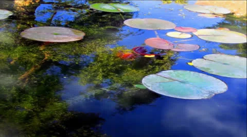 Water Reflections of Clouds, Trees and Lily Pads Stock-Footage 24899119