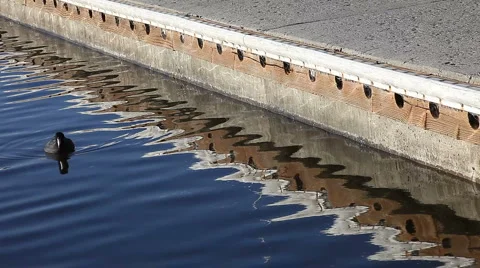 Water reflections with a coot Stock Footage 1008608