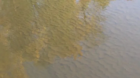 Water with reflections Video stock 12447540