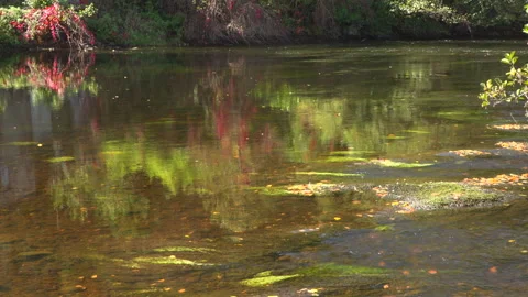 WATER REFLECTIONS 動画素材 243376873