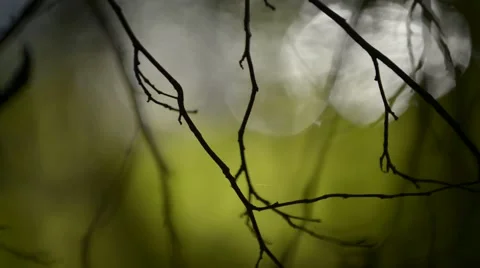 Water reflections of nature Stock-Footage 40789095