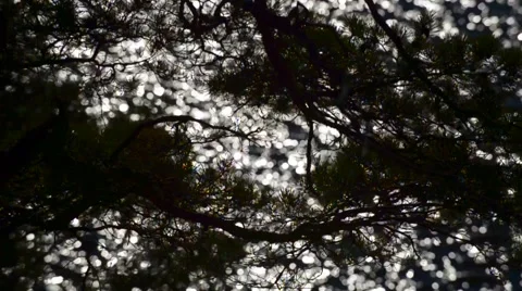 Water reflections of nature Vídeos de archivo 40789209