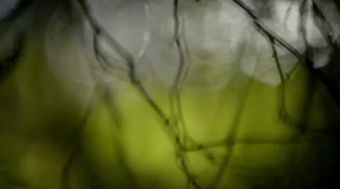 Water reflections of nature 스톡 동영상 40791405