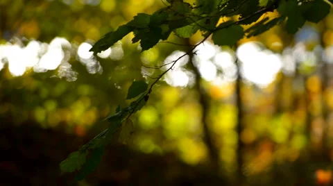 Water reflections of nature of forest Vídeos de archivo 40789082