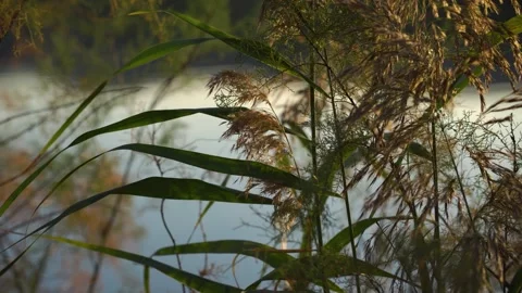 Water reflections on the plant Stock Footage 242034805