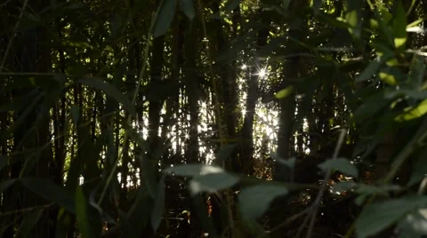 Water reflections through the leaves Stock Footage 53796691