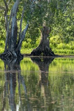 Water Reflections From Tree Trunks In Sunlight Stock Photos